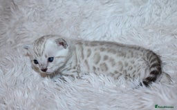 Bengal cats for sale: 😻🐈‍⬛OUTSTANDING PEDIGREE BENGAL 🐈‍⬛ 💯 - Image 1