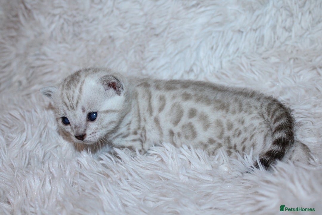 Bengal cats for sale: 😻🐈‍⬛OUTSTANDING PEDIGREE BENGAL 🐈‍⬛ 💯 - Image 1