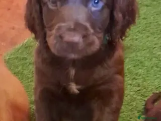 Cocker Spaniel dogs Cocker Spaniel puppies - 1 boy left! - Advert 15