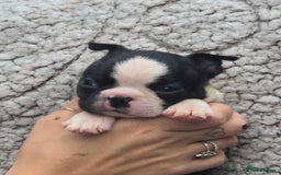 Boston Terrier dogs for sale: Superb litter of boston terriers. - Image 30