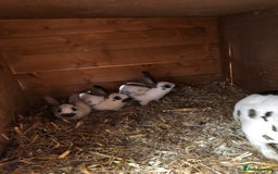 English Spot rabbits for sale: Baby English spot rabbits  in Wickford - Image 2