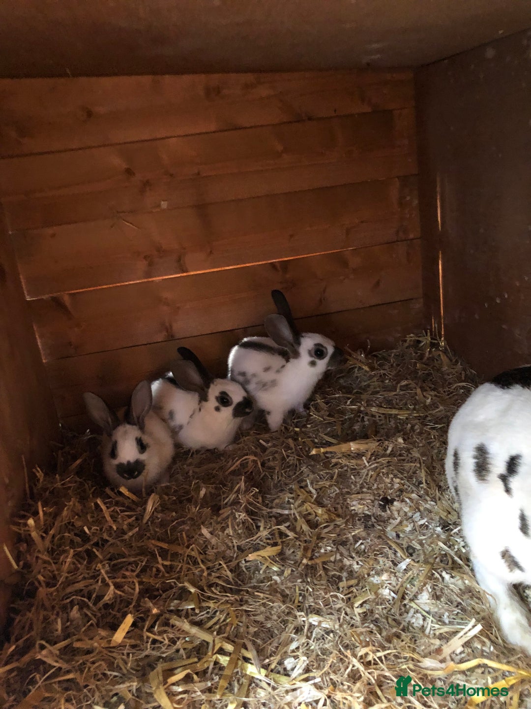 English Spot rabbits for sale: Baby English spot rabbits  in Wickford - Image 2