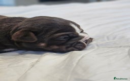 English Bulldog dogs for sale: KC Reg Champion Bloodlines 1 Girl Left £ 2800 - Image 23