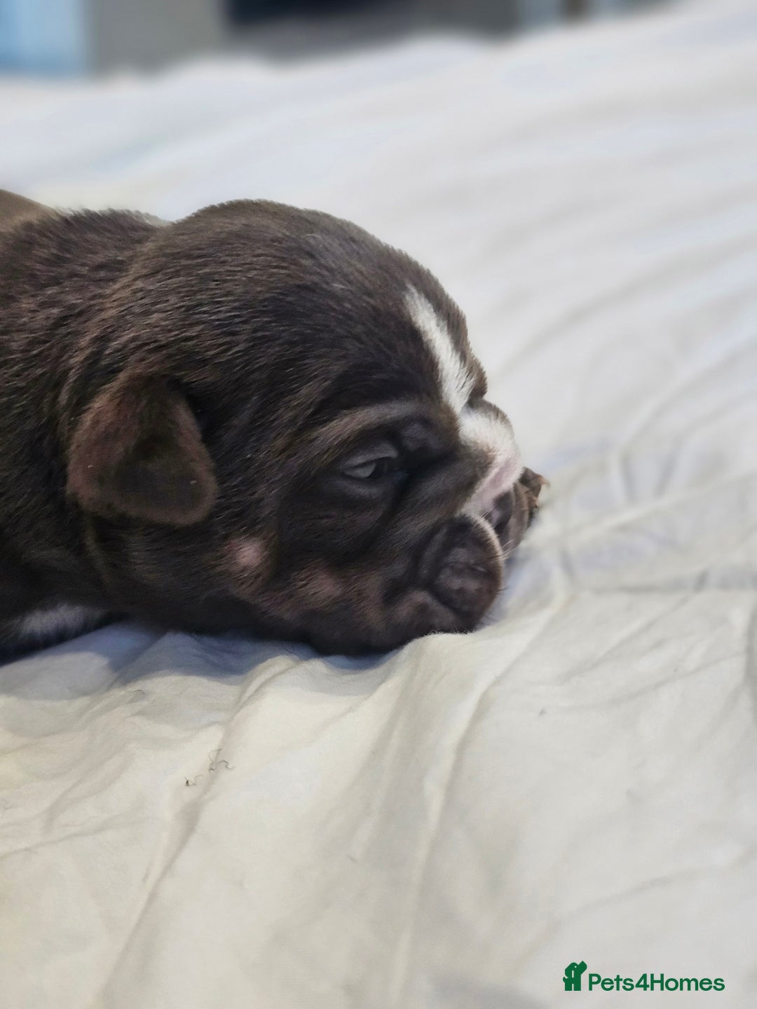 English Bulldog dogs for sale: KC Reg Champion Bloodlines 1 Girl Left £ 2800 - Image 23