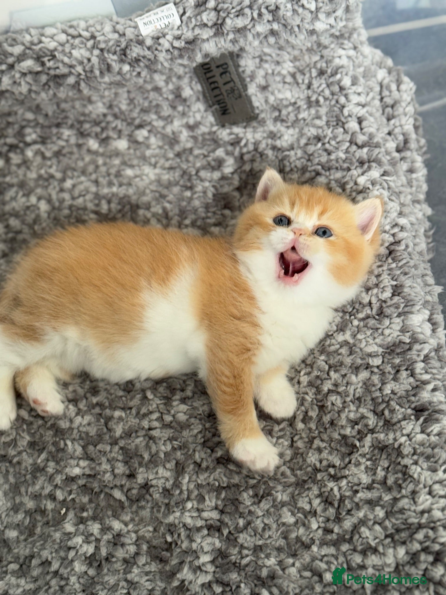 British Shorthair cats Stunning red bi colour gen ticked TICA reg (Sep ) - Advert 2