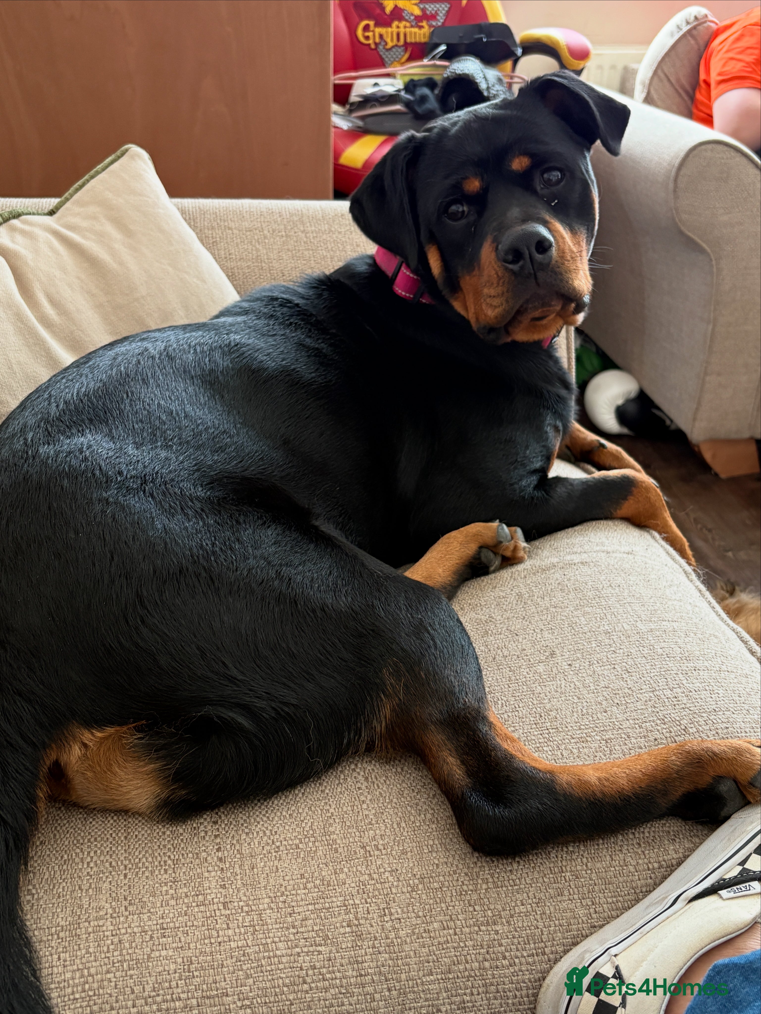 Rottweiler dogs Gorgeous Rottweiler girl 16 months old kc reg - Advert 7