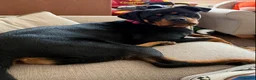 Rottweiler dogs for sale: Gorgeous Rottweiler girl 16 months old kc reg - Advert 1