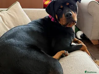 Rottweiler dogs Gorgeous Rottweiler girl 16 months old kc reg - Advert 15
