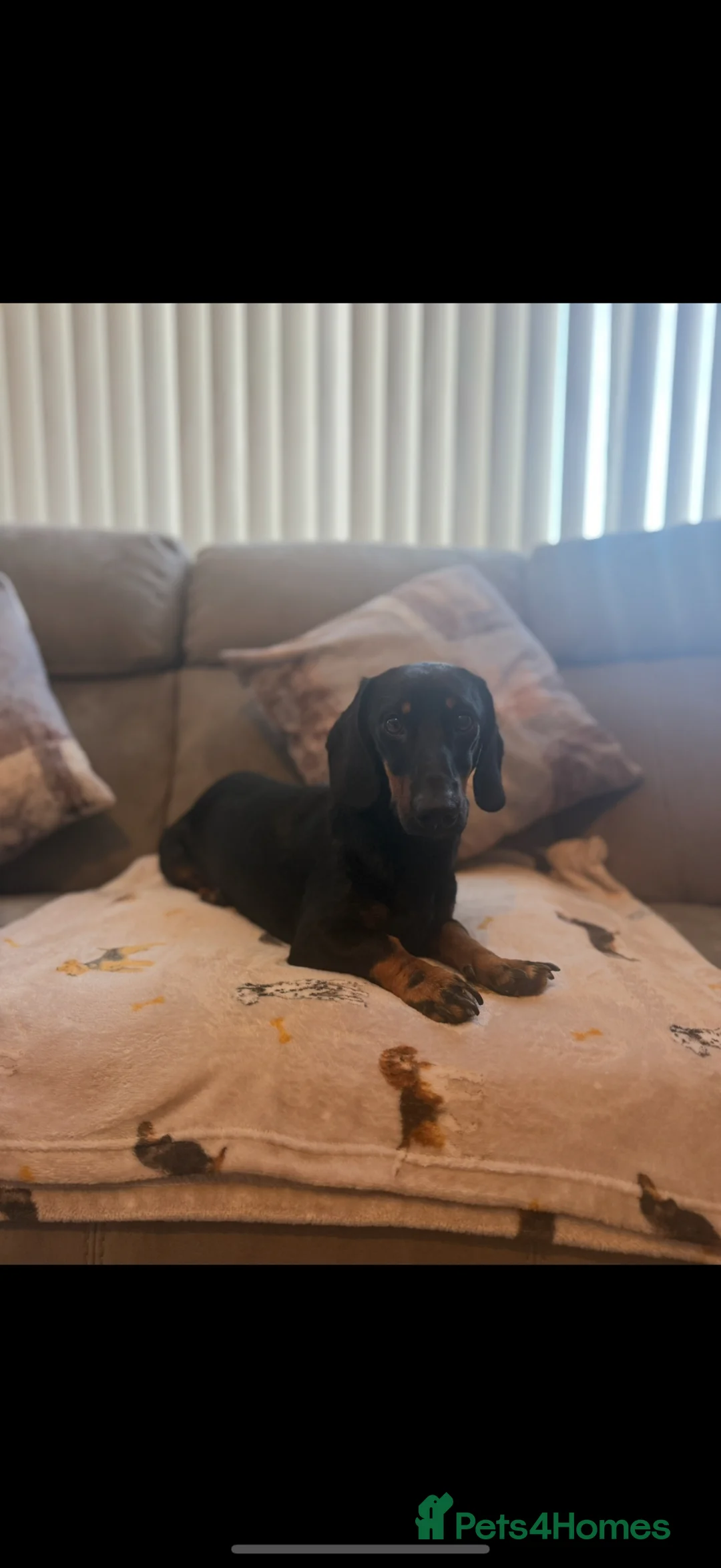 Dachshund dogs for sale: Male Dachshund for sale  - Advert 2
