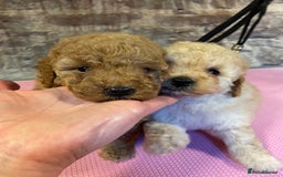 Toy Poodle dogs for sale: Toy poodle puppies ready now. Aberdeenshire - Image 3