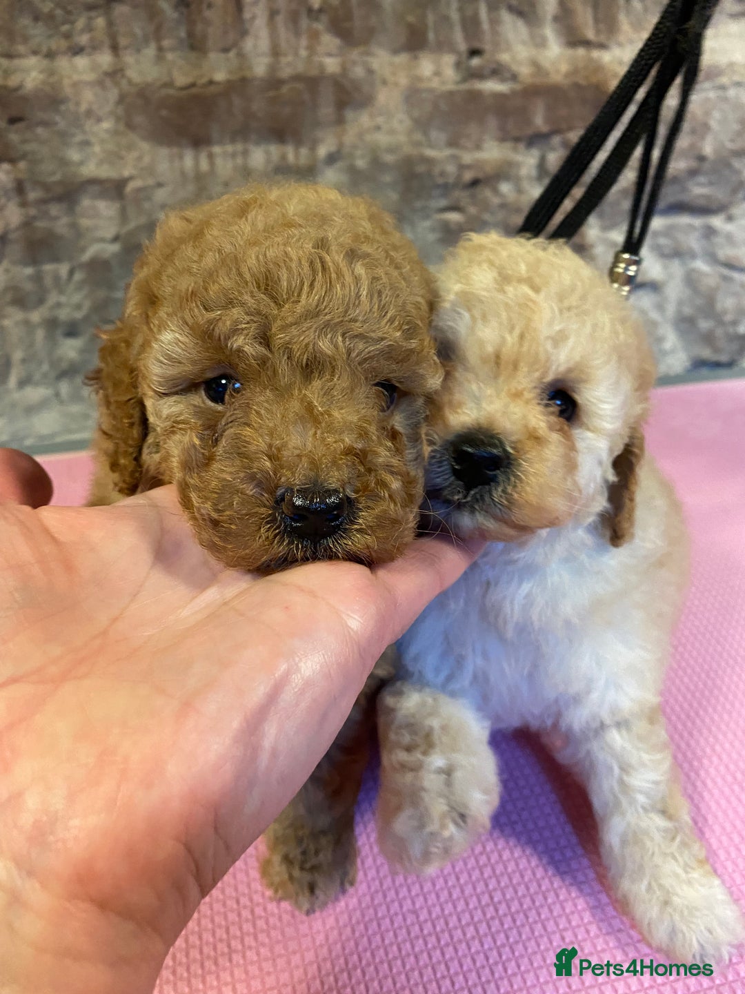 Toy Poodle dogs for sale: Toy poodle puppies ready now. Aberdeenshire - Image 3