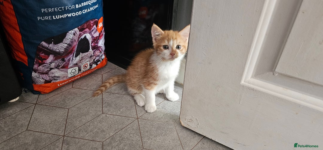 Mixed Breed cats for sale: Kittens  - Image 6