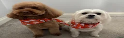 Maltipoo dogs for sale: Maltipoo puppies for sale  - Advert 4