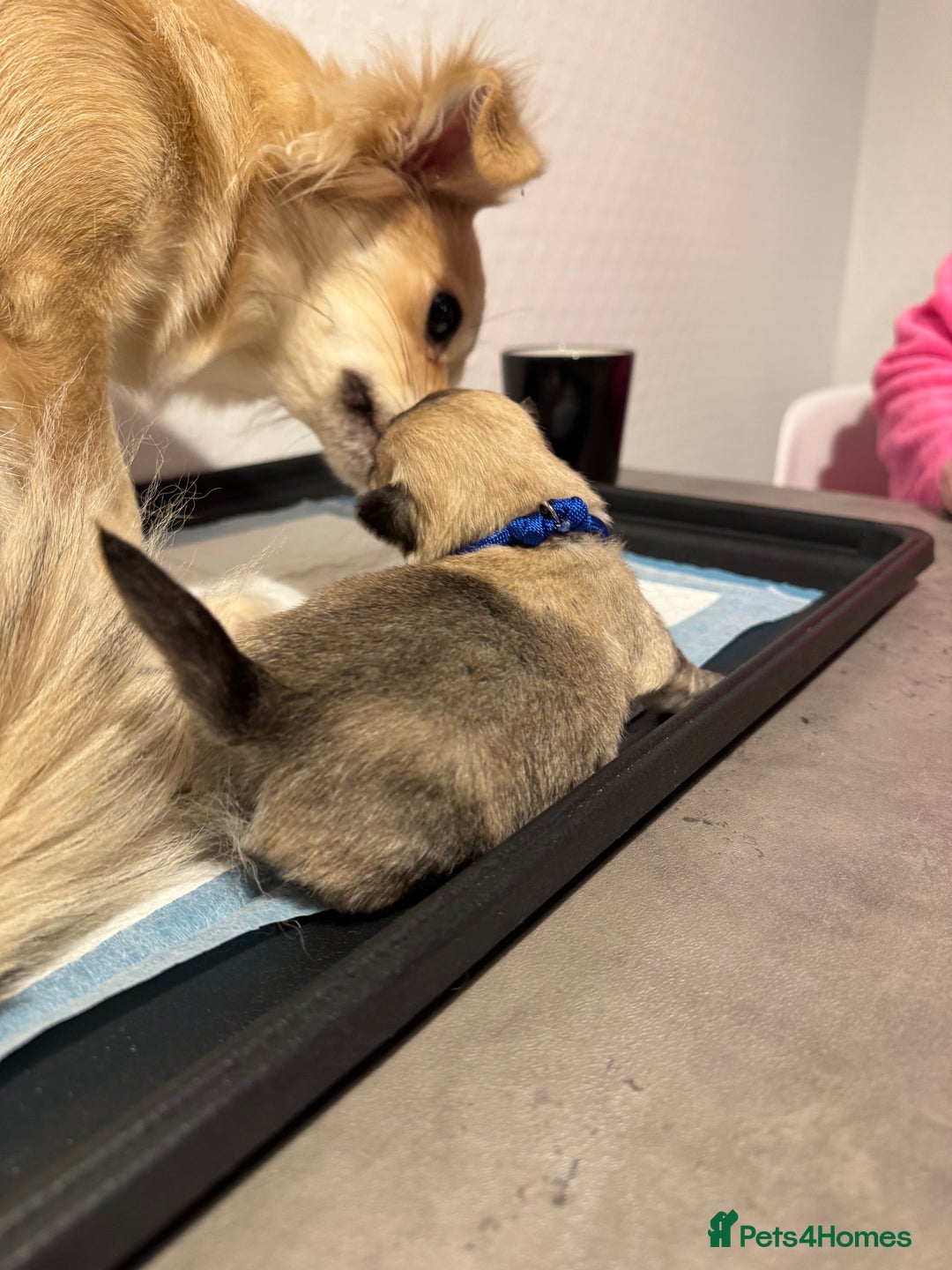 Chiweenie dogs for sale: 5 Beautiful Chiweenie Puppies - Image 6