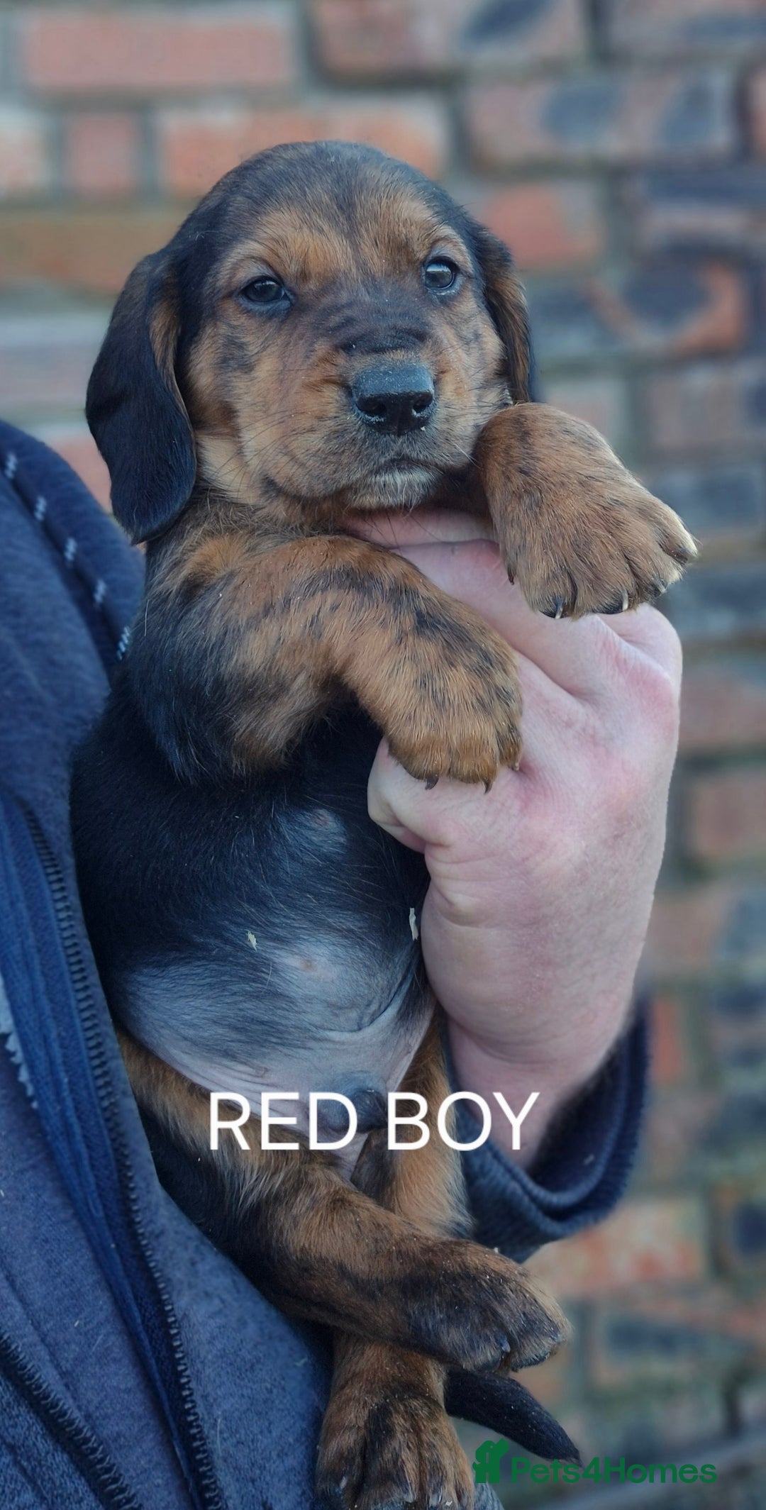 Mixed Breed dogs for sale: Retriever x Basset Hound hybrid Puppies Puppies  - Advert 4