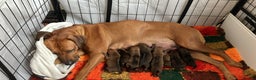 Rhodesian Ridgeback dogs for sale: * CUTENESS ALERT * READY END OF JANUARY - Advert 17