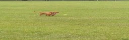 Mixed Breed dogs for sale: Sweenie  - Advert 6