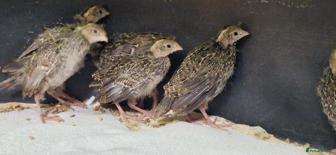 Chickens poultry for sale: 3 Week Old California Quail Chicks  in Knebworth - Image 3