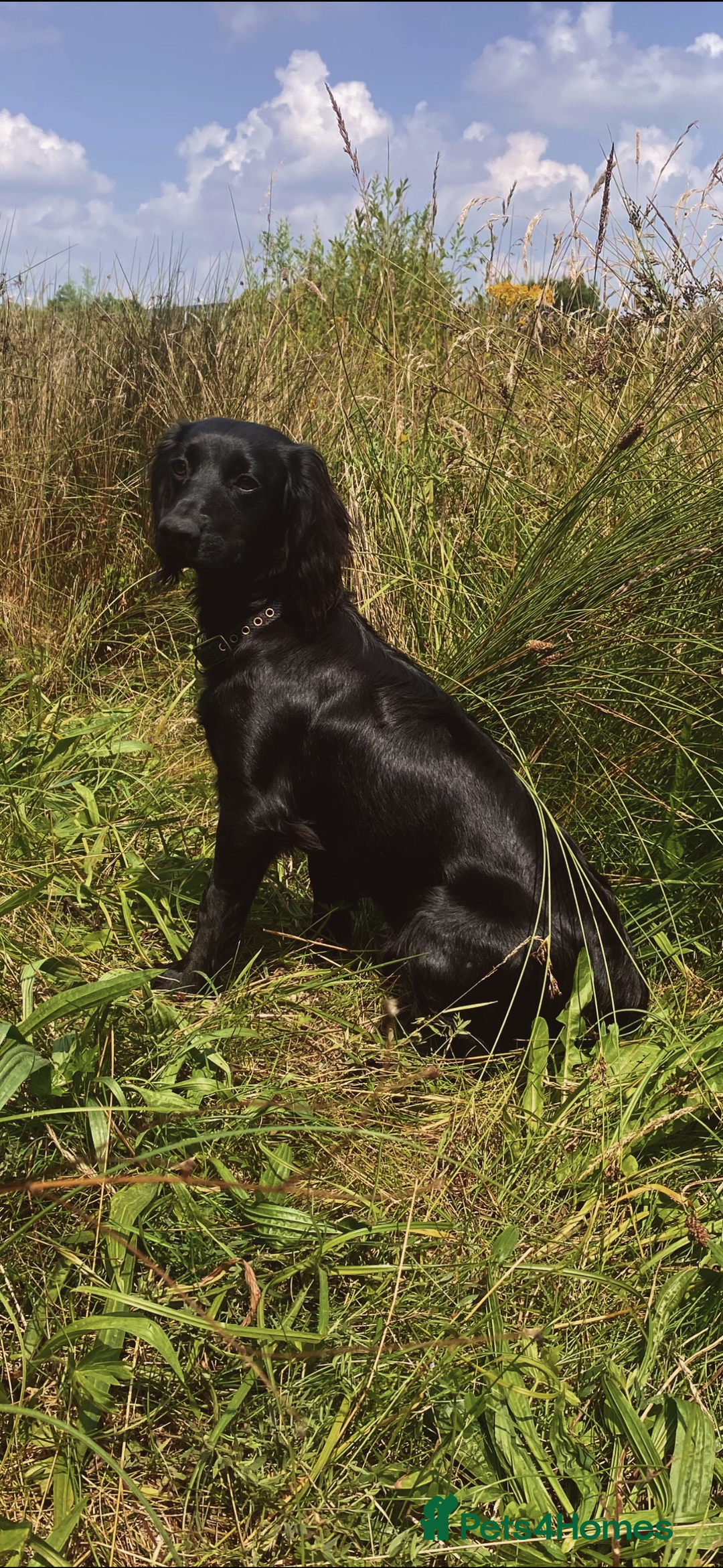 Cocker Spaniel dogs for sale: 2 gorgeous cocker spaniel puppies ready 14/9/25 - Image 8