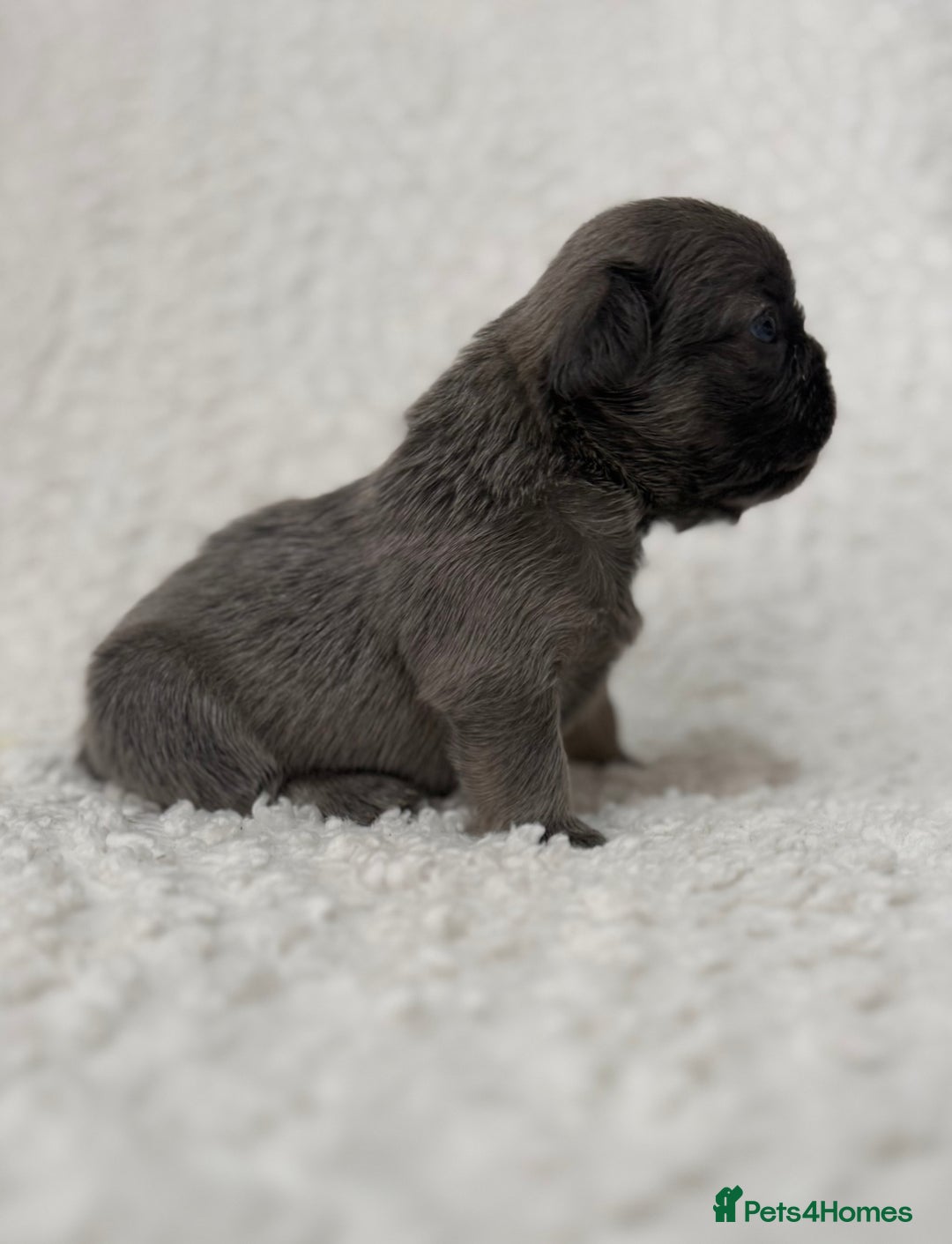 French Bulldog dogs for sale: French bulldog pups - pink and fluffy carries  - Image 2