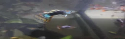Rainbow Fish fish for sale: Mixed Guppies in Honiton - Advert 2