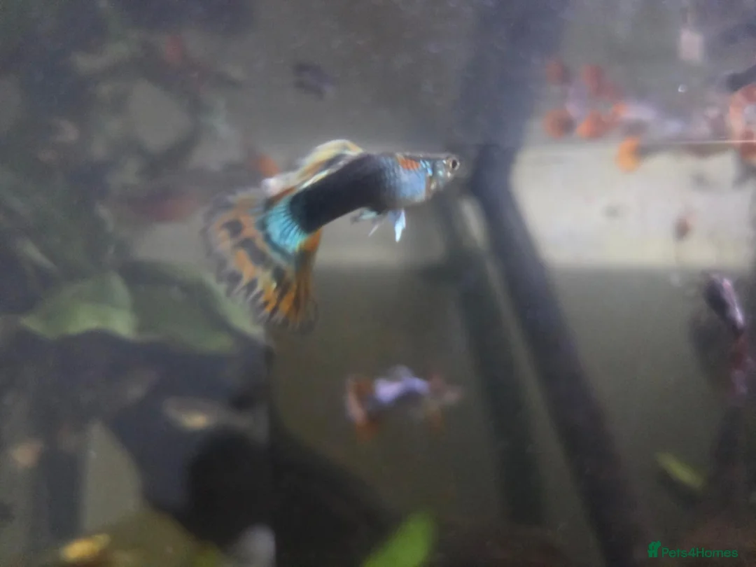 Rainbow Fish fish for sale: Mixed Guppies in Honiton - Advert 2