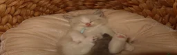 Ragdoll cats for sale: Bicolor/Lynx Ragdoll Kittens - TICA Registered  - Advert 35