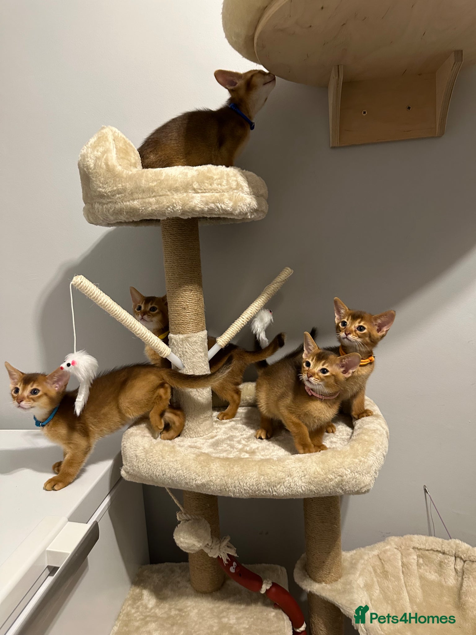 Abyssinian cats Abyssinian kittens  - Advert 18