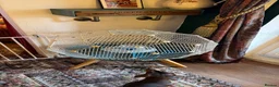 Budgerigars birds for sale: Two beautiful male budgies 6 months old  - Advert 4