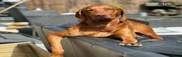 Hungarian Vizsla dogs for sale: Beautiful Smooth haired Hungarian Vizslas  - Advert 13