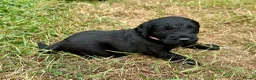 Labradoodle dogs for sale: Miniature labradoodle pups in Folkestone - Advert 6
