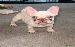 French Bulldog dogs for sale: READY NOW!! KC registered French bulldogs - Image 25