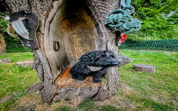 Cockapoo dogs for sale: TRAINED PUPPY - Cockapoo - essential training in Port Talbot - Image 9