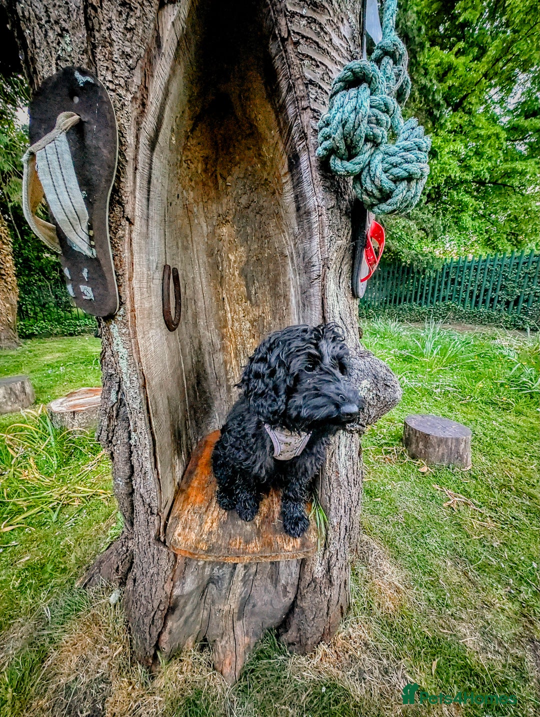 Cockapoo dogs for sale: TRAINED PUPPY - Cockapoo - essential training in Port Talbot - Image 9