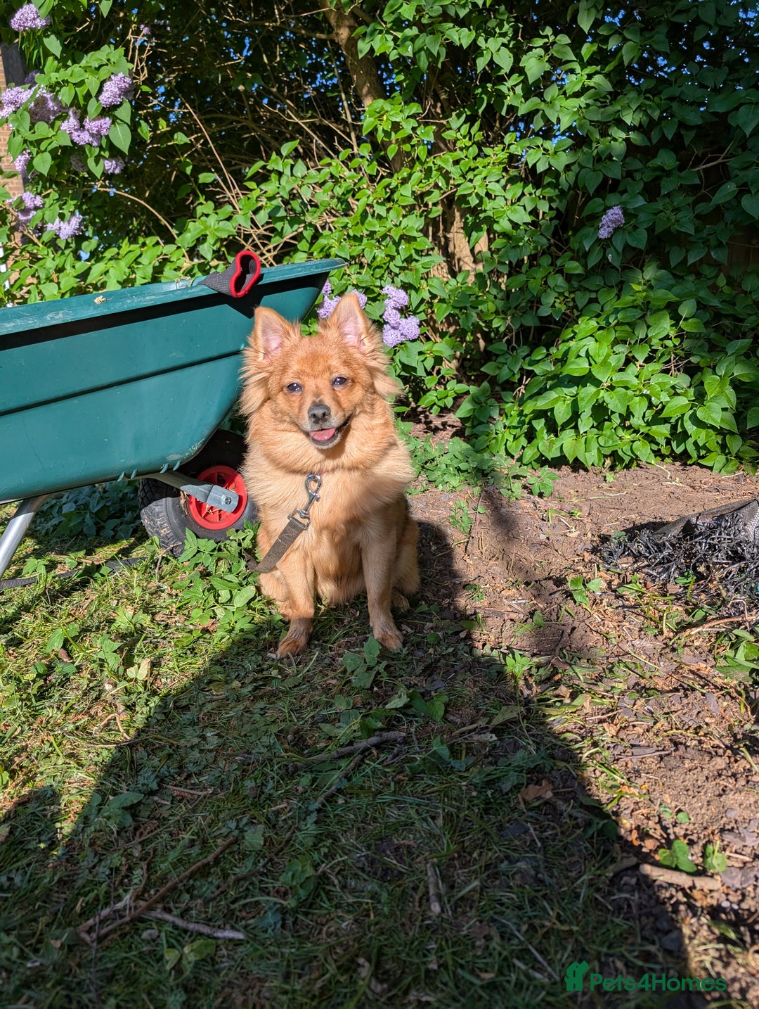 Mixed Breed dogs for sale: Pomeranian x Yorkshire Terrier seeks new home  - Image 3