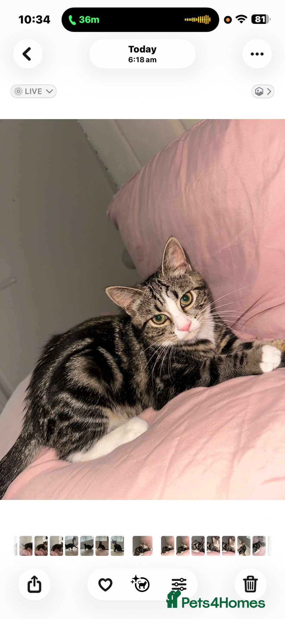 Mixed Breed cats Blue , tabby x - Advert 1