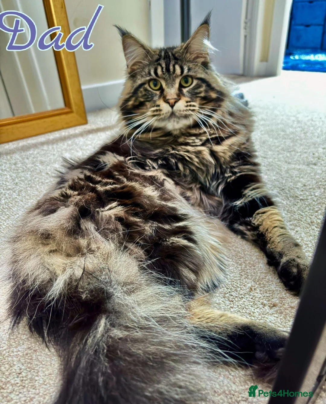 Maine Coon cats for sale: MaineCoon male kittens - Advert 2