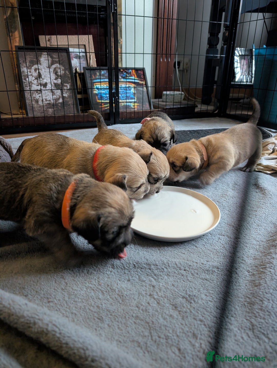 Glen of Imaal Terrier dogs for sale: Glen of Immal - Image 1