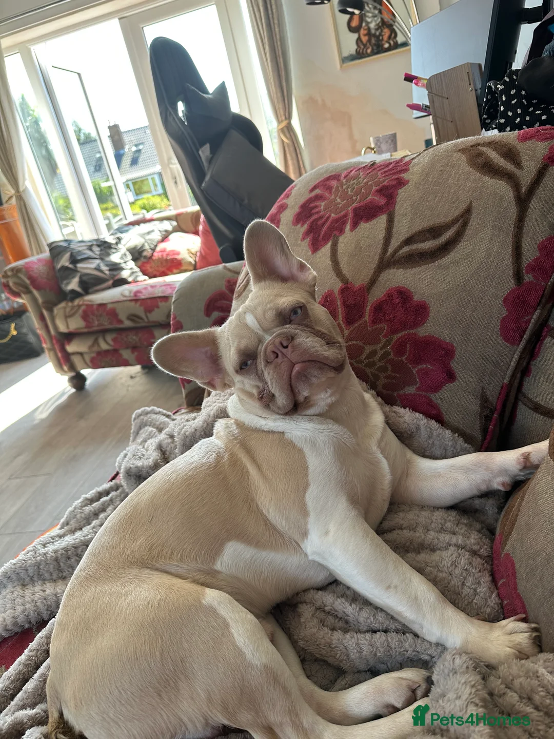 French Bulldog dogs for stud: New Isabella Shade Frenchie Proven Stud in Leeds - Advert 5