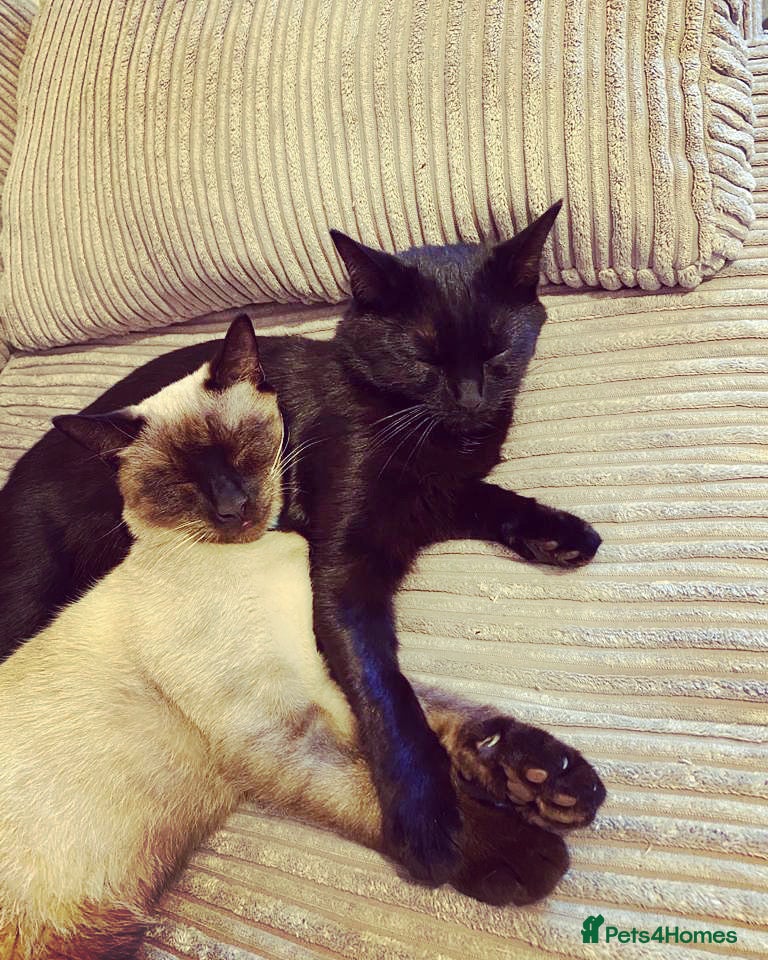 Mixed Breed cats Pair of cats to be re-homed together  - Advert 17