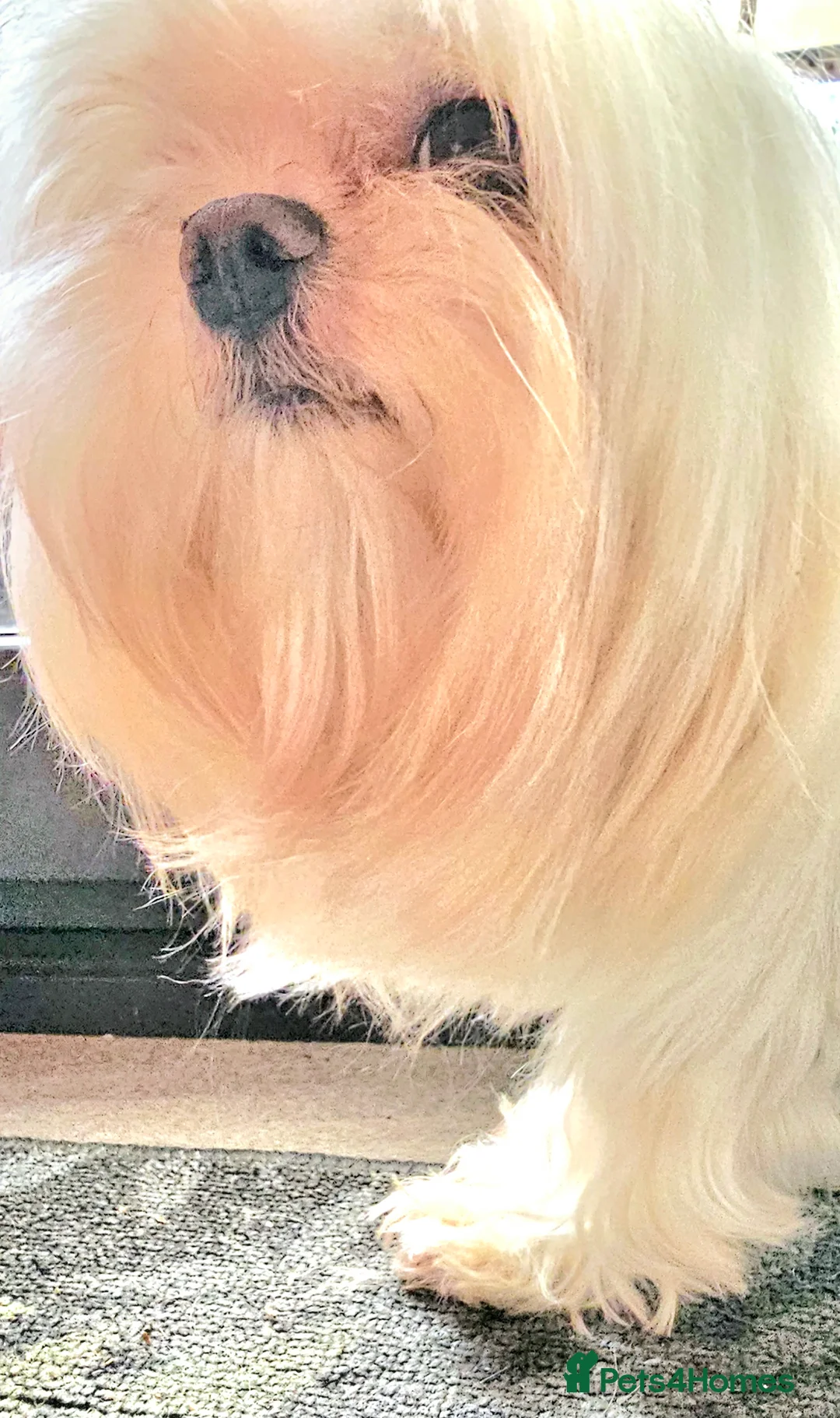 Maltese dogs for stud:  KC Maltese stud Korean line  in Derby - Advert 16