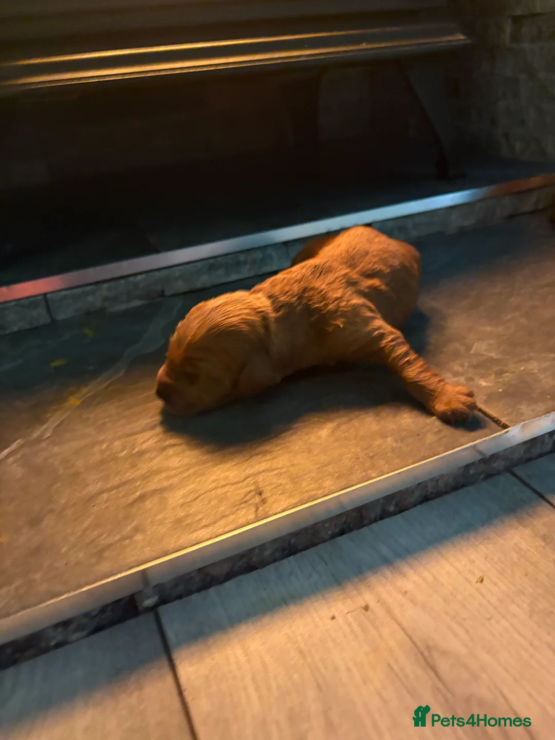 Mini Goldendoodle dogs for sale: Are Gorgeous golden doodle puppies 🐶 - Advert 19