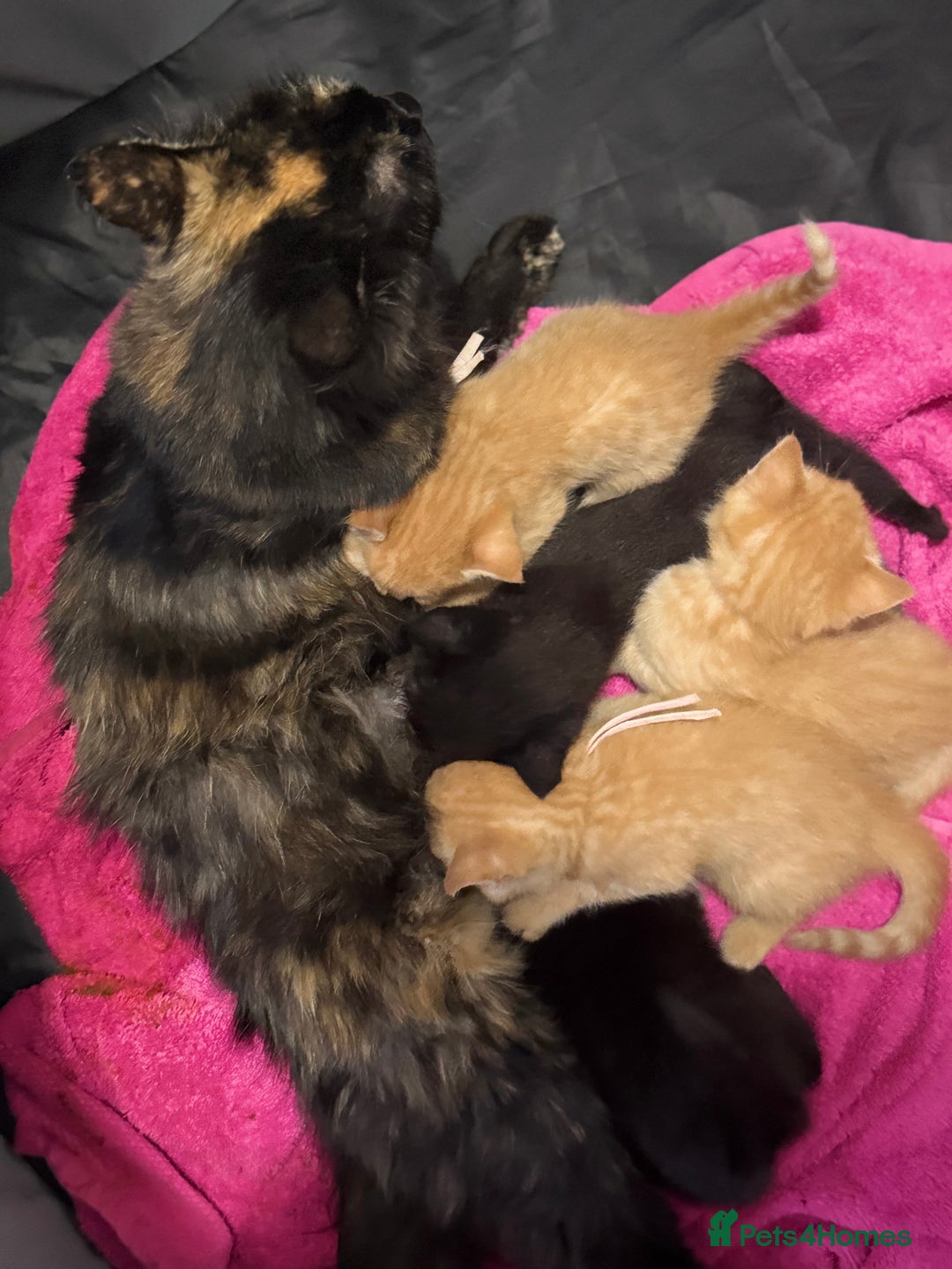 Domestic Shorthair cats for sale: 6 beautiful kittens - Image 3