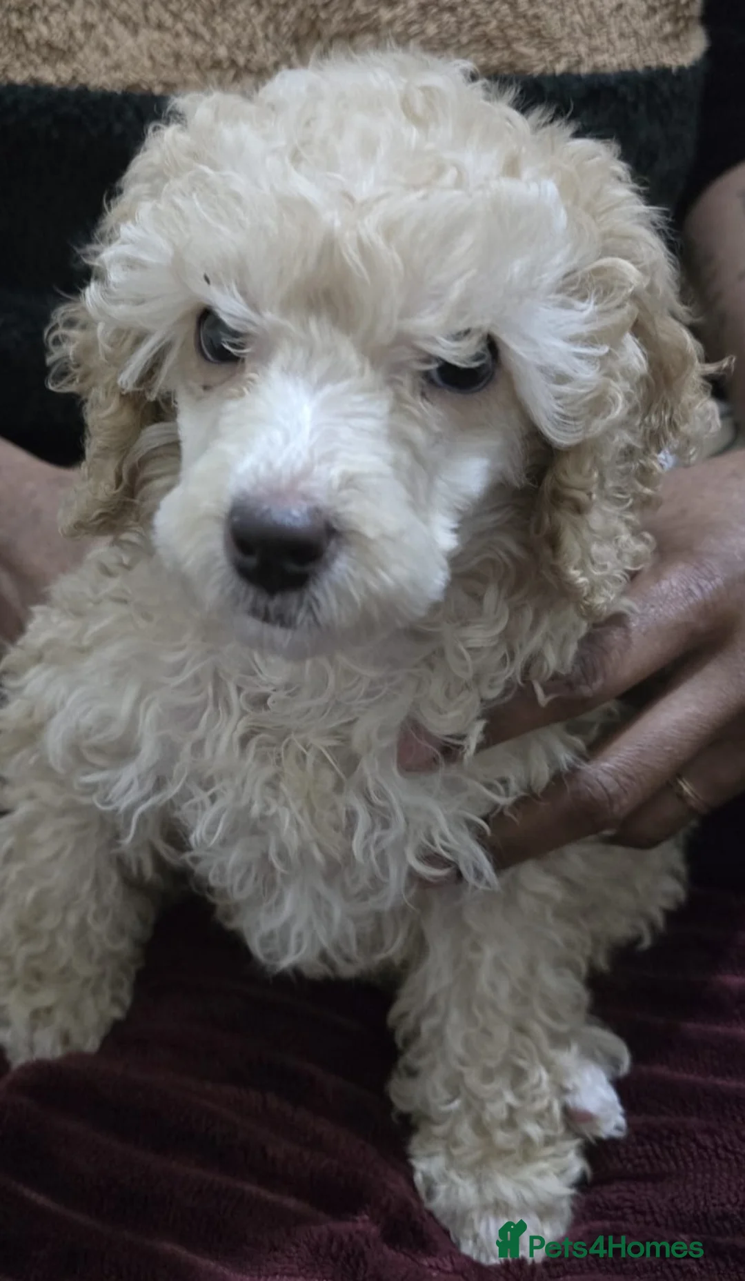 Miniature Poodle dogs for sale: Male miniature poodle 9wks old - Advert 1