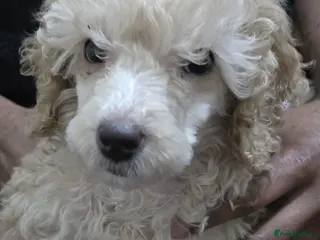 Miniature Poodle dogs Male miniature poodle 9wks old - Advert 1