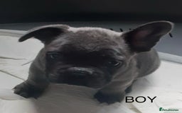 French Bulldog dogs for sale: French bulldog for sale  - Image 11