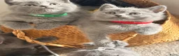 British Shorthair cats for sale: British short hair fluffy kittens,London based - Advert 9