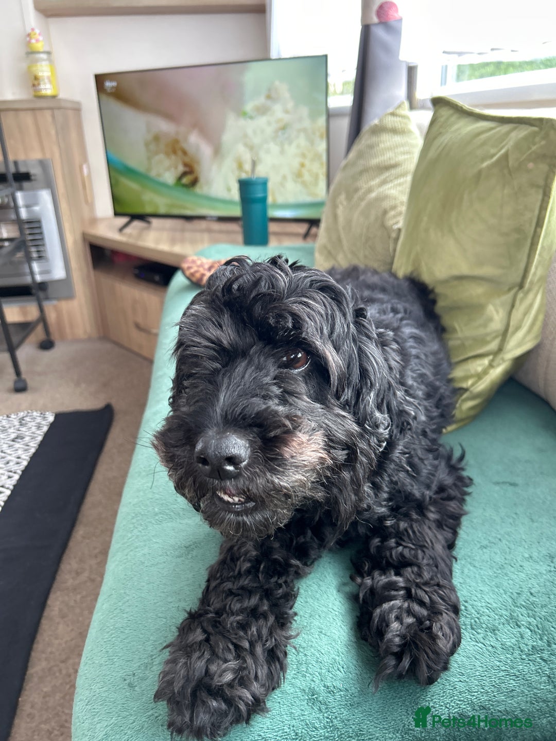 Cockapoo dogs for sale: Cockapoo - Image 1