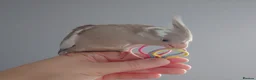 Cockatiels birds for sale: Hand reared silly tame DNA sexed baby cockatiels  - Advert 17