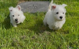 West Highland Terrier dogs for sale: West Highland Terriers show bloodlines - Image 8